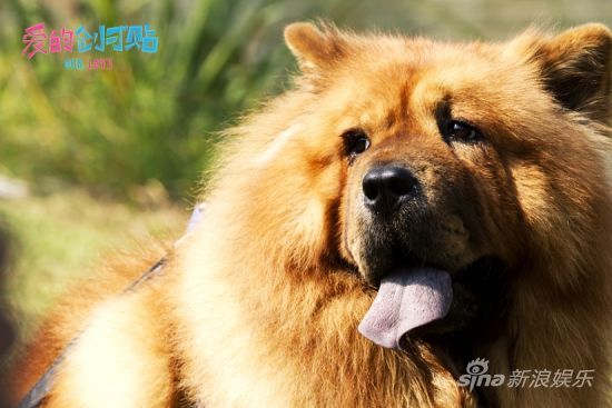 《愛的創可貼》拋治愈神器:呆萌高富帥